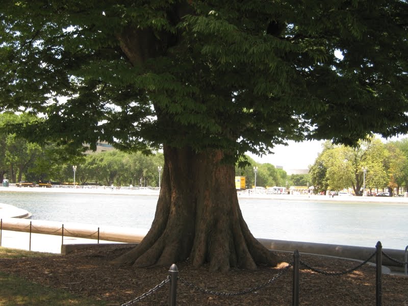 Zelkova+serrata+tree