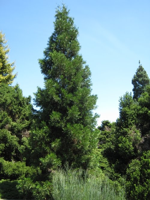 Future Plants by Randy Stewart Calocedrus Incense Cedar