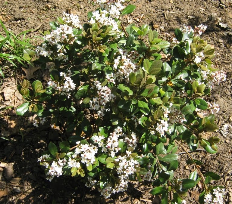 Future Plants By Randy Stewart Rhaphiolepis