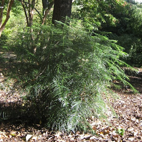 Future Plants By Randy Stewart Cephalotaxus Plum Yew