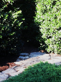 Ligustrum Sinense Chinese Privet North Carolina Extension