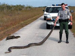 [Burmese+Python.JPG]