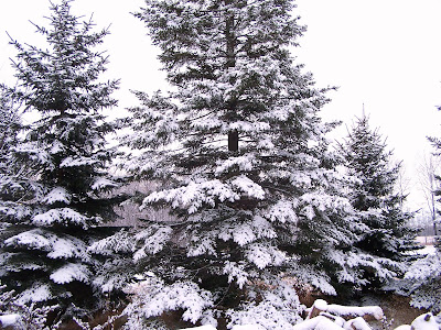Jack Pine Taiga