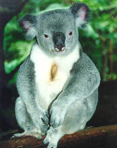 [koala021.jpg]