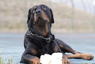 愛犬ナナシとアジソン病 日誌 アジソン病と診断されてしまった