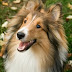 Dog characteristics, facts and information.