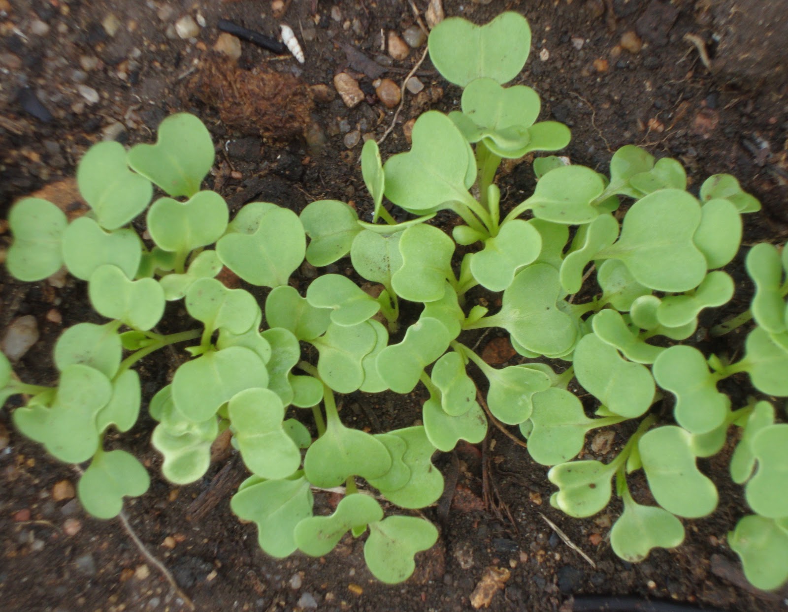Where Plants Rule A Week After Planting