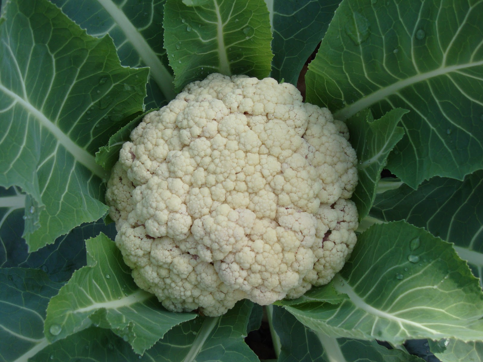 Where Plants Rule Winter Harvest