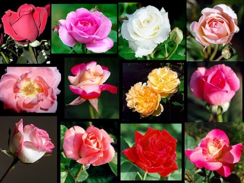 Colors of Roses