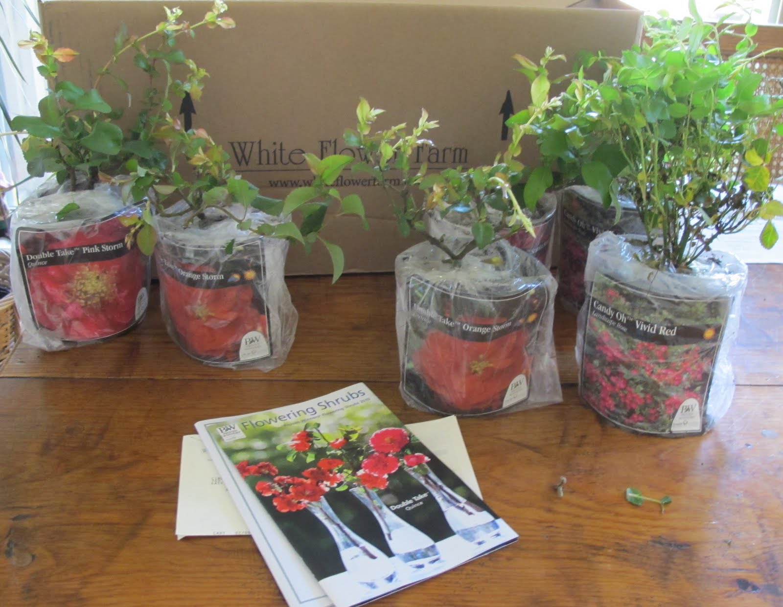 Using Georgia Native Plants Roadside White Shrubs