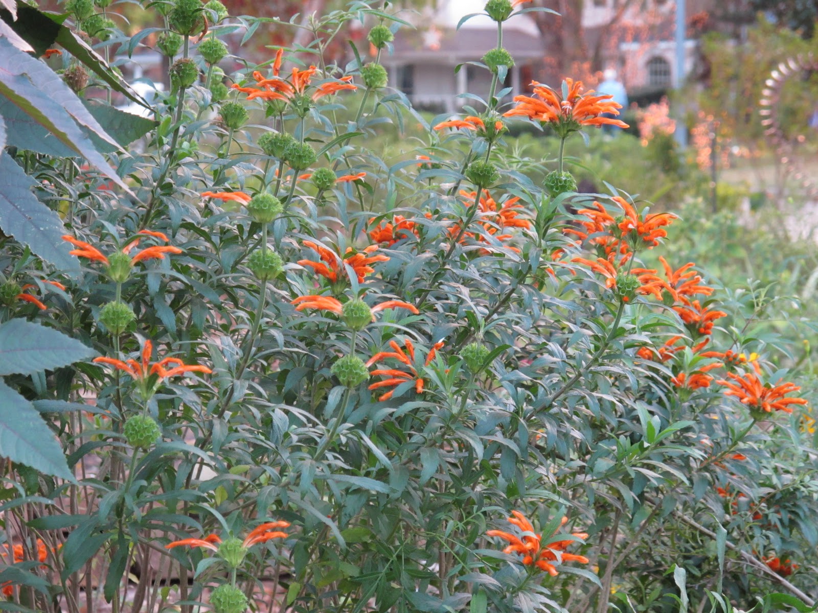 Angel Wing Jasmine
