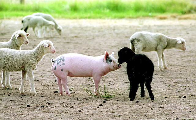 [who's+the+black+sheep+here.jpg]