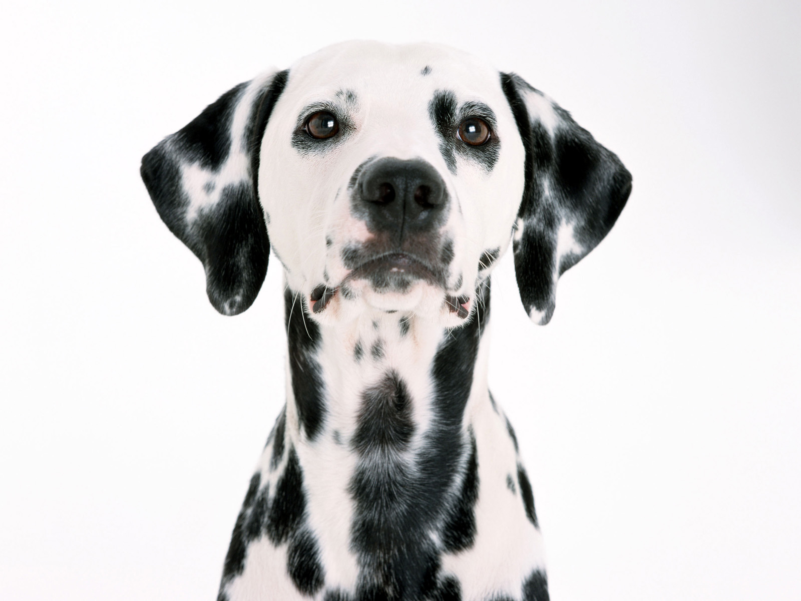 dalmation puppies dalmatian puppies 5 wallpapers desktop wallpapers dalmation puppies dalmatian puppies 5 wallpapers desktop wallpapers