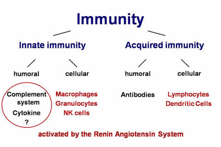 Innate Immunity