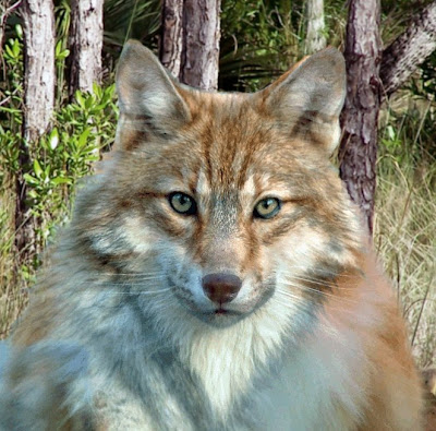 http://3.bp.blogspot.com/_nEAvGaaxTCI/SjKwCZZhFgI/AAAAAAAAAYQ/NBfzCU2ew8c/s400/cat-wolfD.jpg