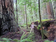 Redwood National Park