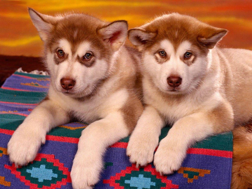 http://3.bp.blogspot.com/_nEmB3Z5F5EM/S62S7Pqj4sI/AAAAAAAAISI/3qL_qxDv428/s1600/Alaskan_Malamutes_Free_Dogs_Wallpaper.jpg