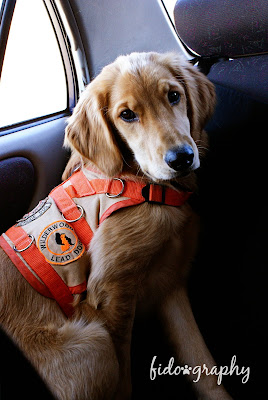 Victoria sitting against the back seat of the car