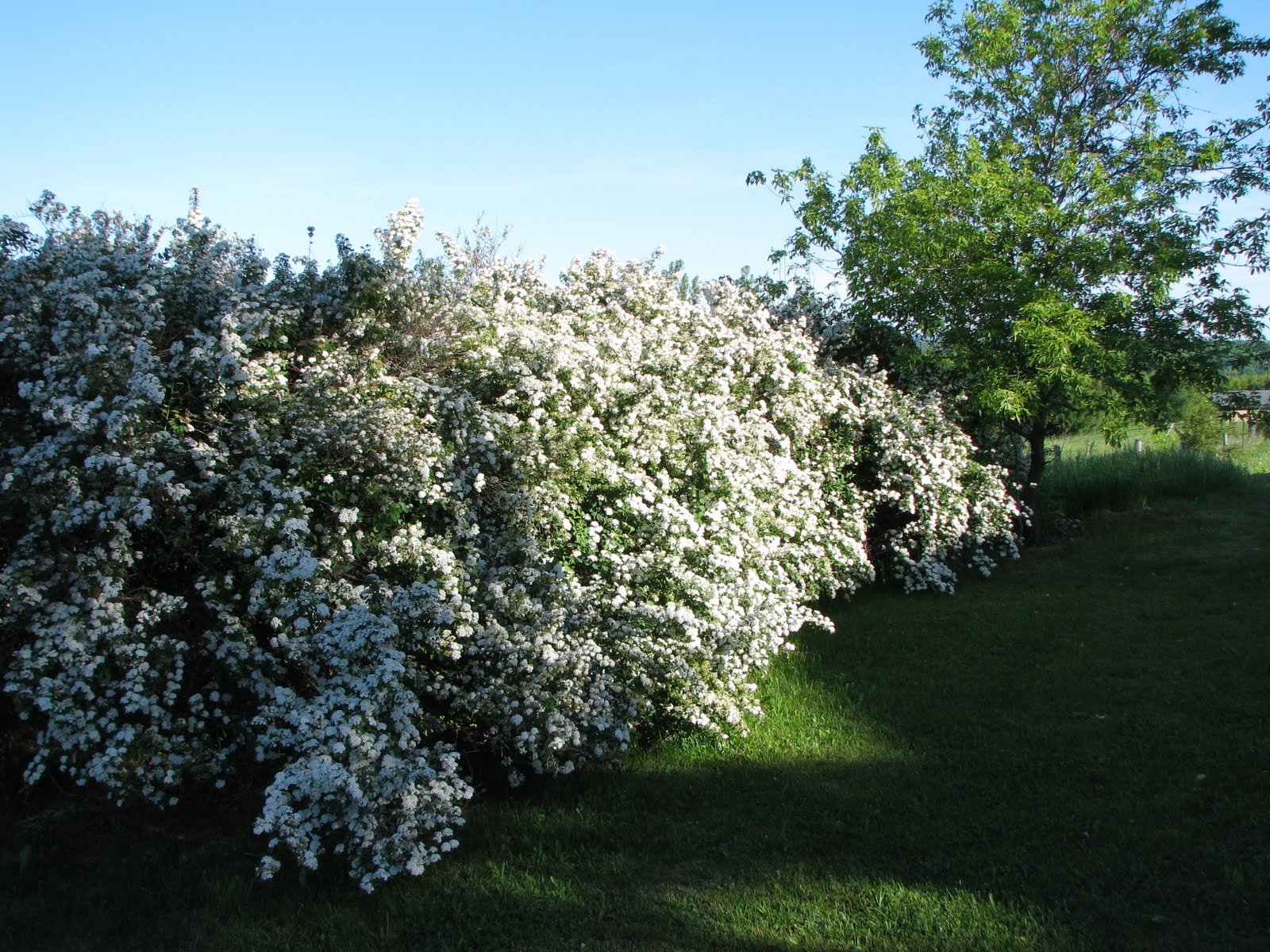 Spirea Hedge
