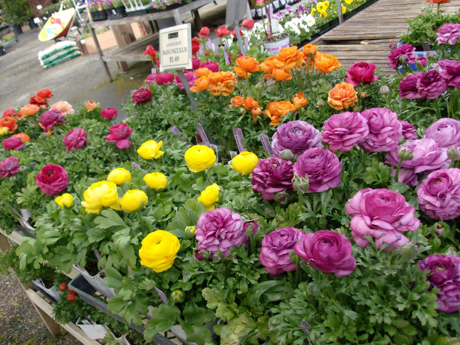[ranunculus+HPIM2082.JPG]