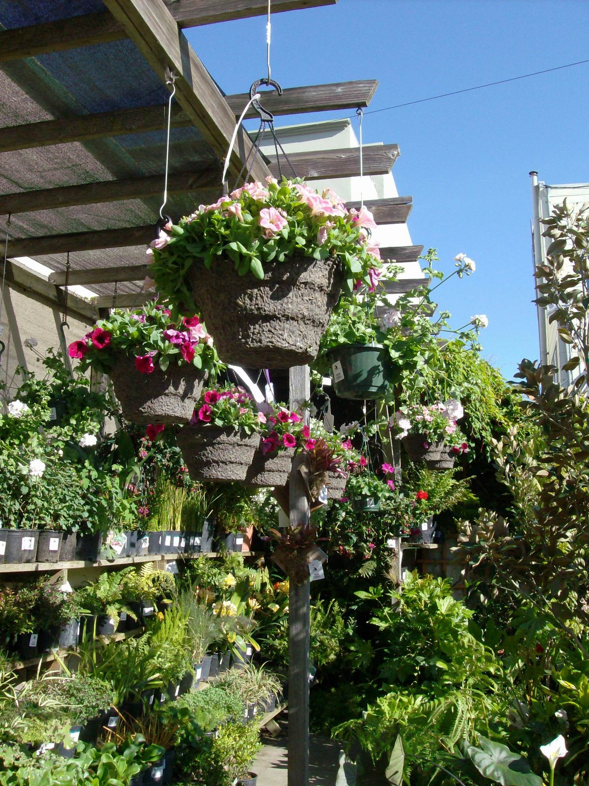 Hanging baskets! Sloat Garden Center