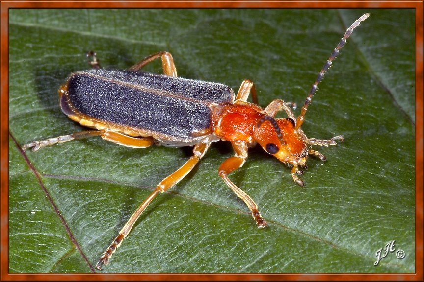 [Downy-Leather-wing2BLOG.jpg]