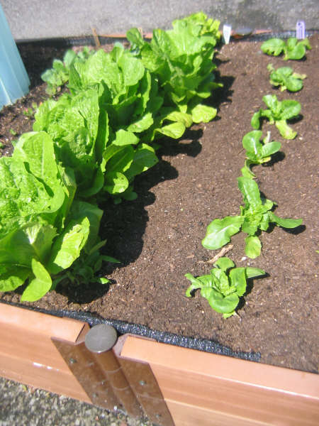 [planters+005.JPG]