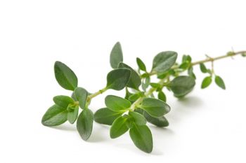 [thyme.jpg]