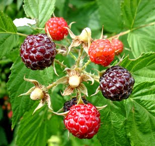 [raspberry.jpg]