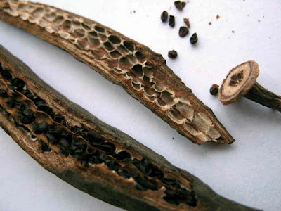 Marathi Moggu