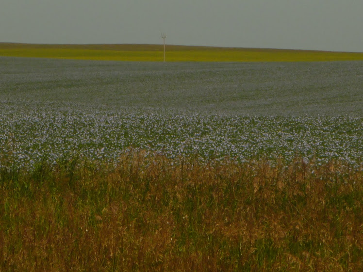 A field of flax and a field of canola behind it