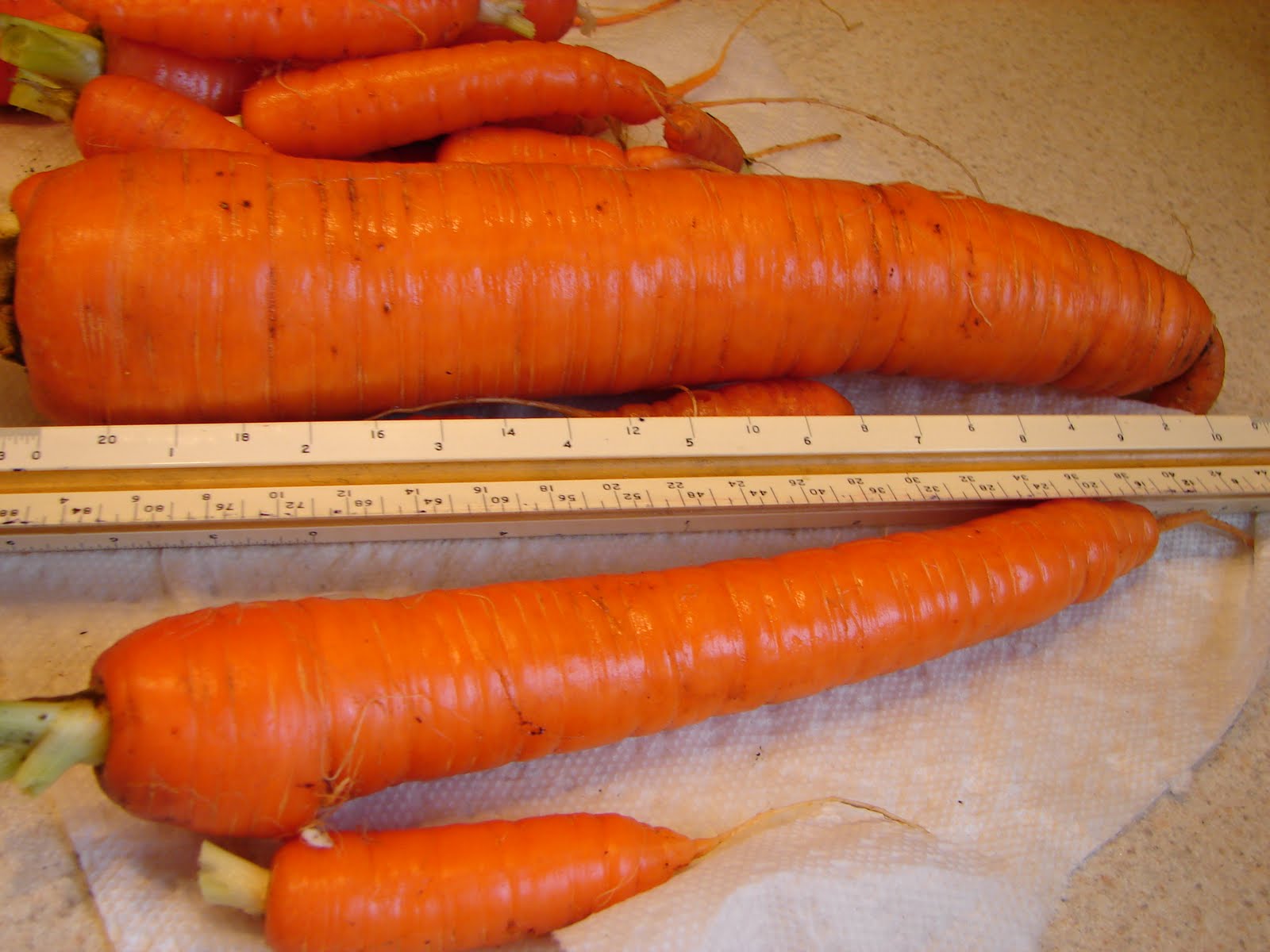 Crystal Prisms The Facets of Our Lives The Big Carrot Harvest