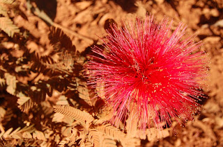 calliandra2.JPG
