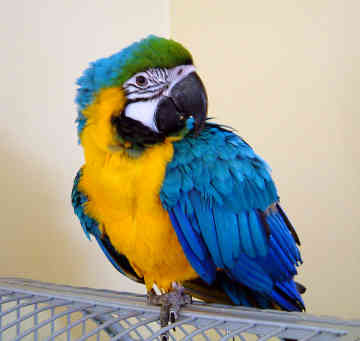 Macaw+birds+pictures