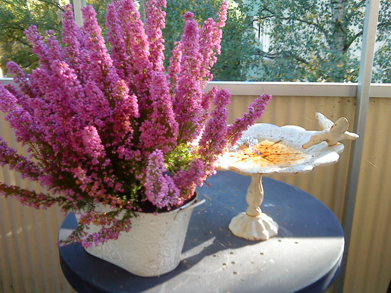 Självförbättraren: september 2010