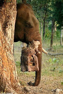 [elephant_school.jpg]