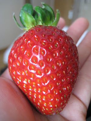 Korean Strawberry