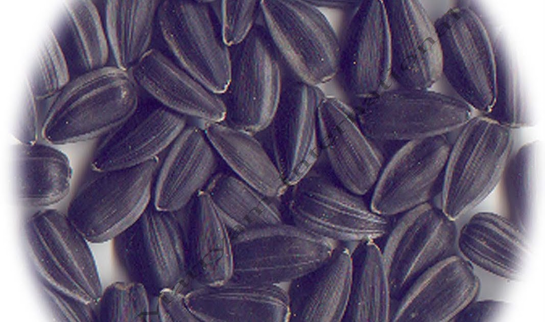 ALMARRYAM INTERNATIONAL SUNFLOWER SEED