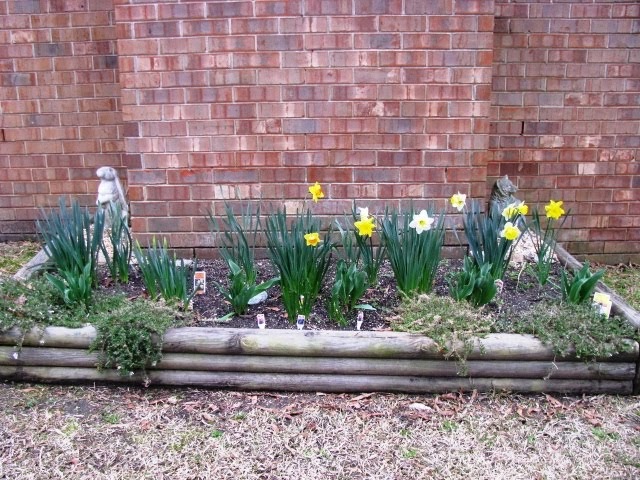 In the Garden: Where are my bulbs?