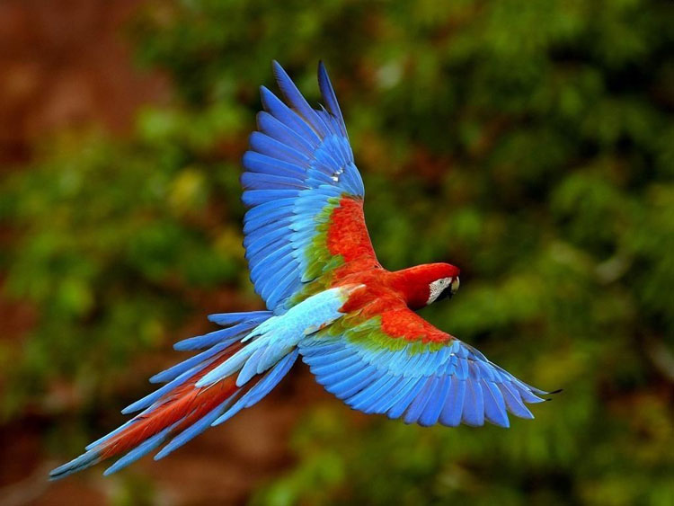 Biodiversidad En Colombia De Aves