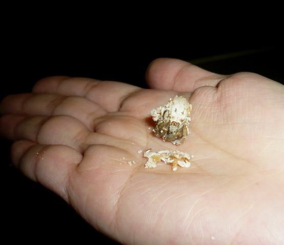 Hermit Crabs Molt