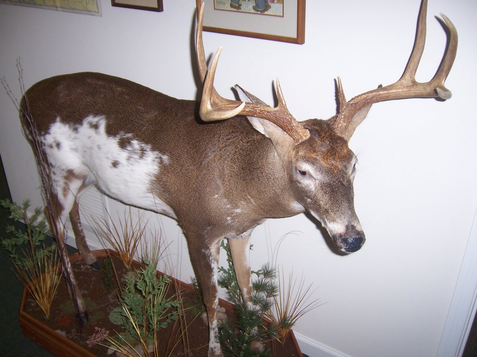 CBs VA piebald whitetail buck Mounts all do CBs VA piebald whitetail buck Mounts all do