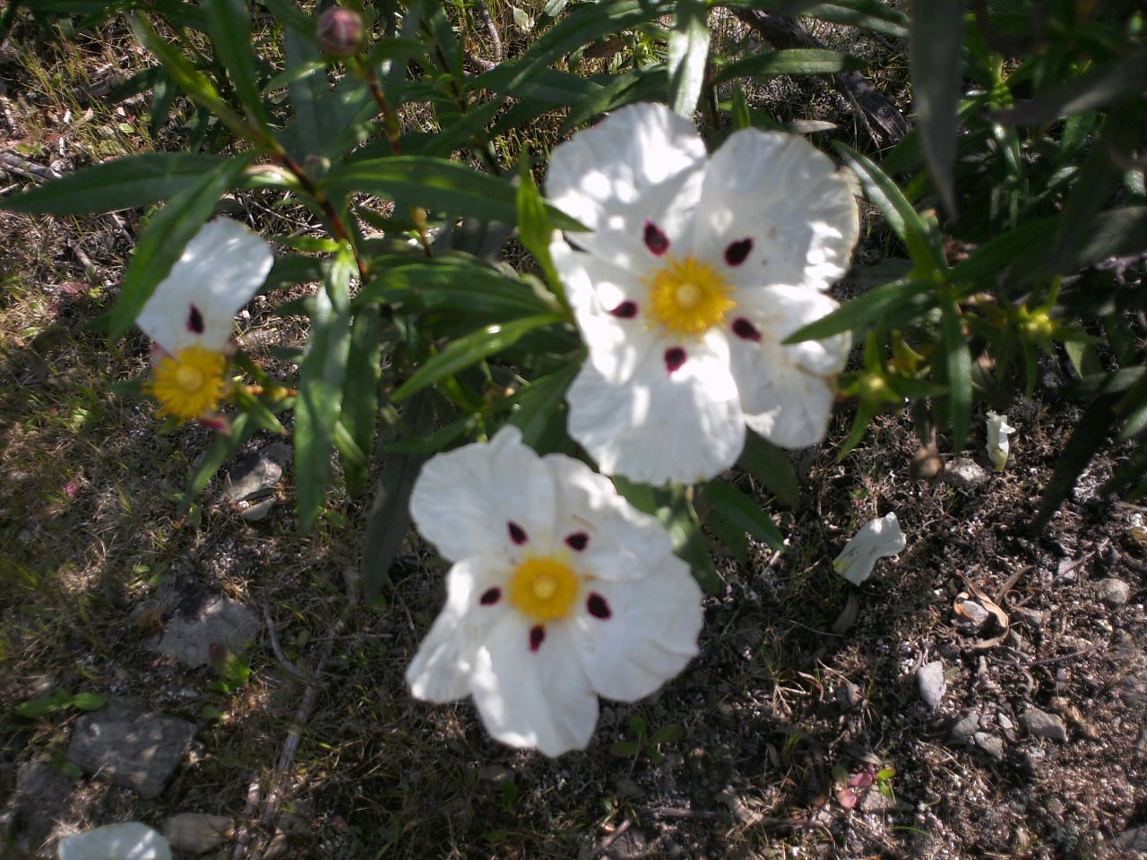 [IMG_0039.JPG]