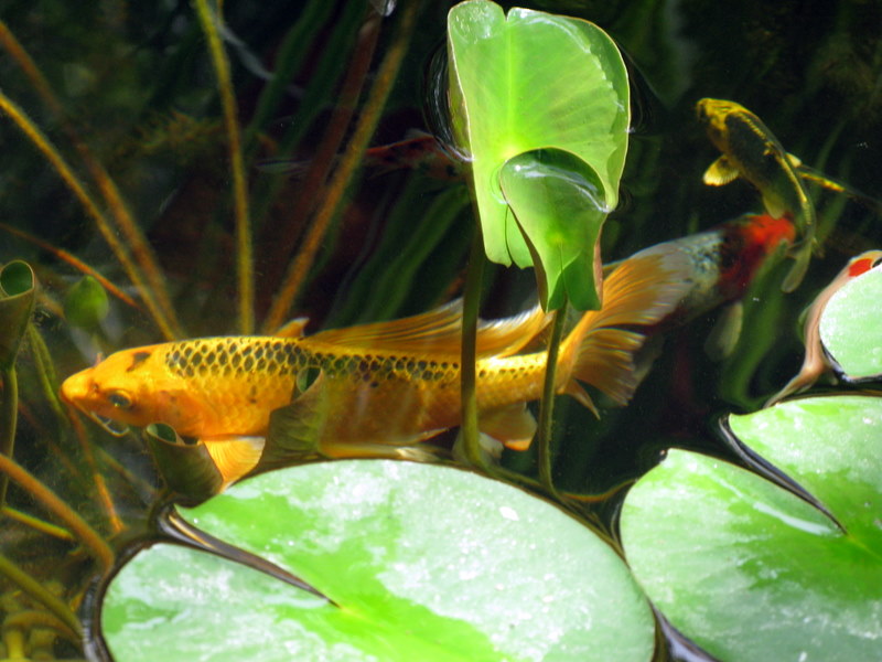 In the Pond...the King Koi
