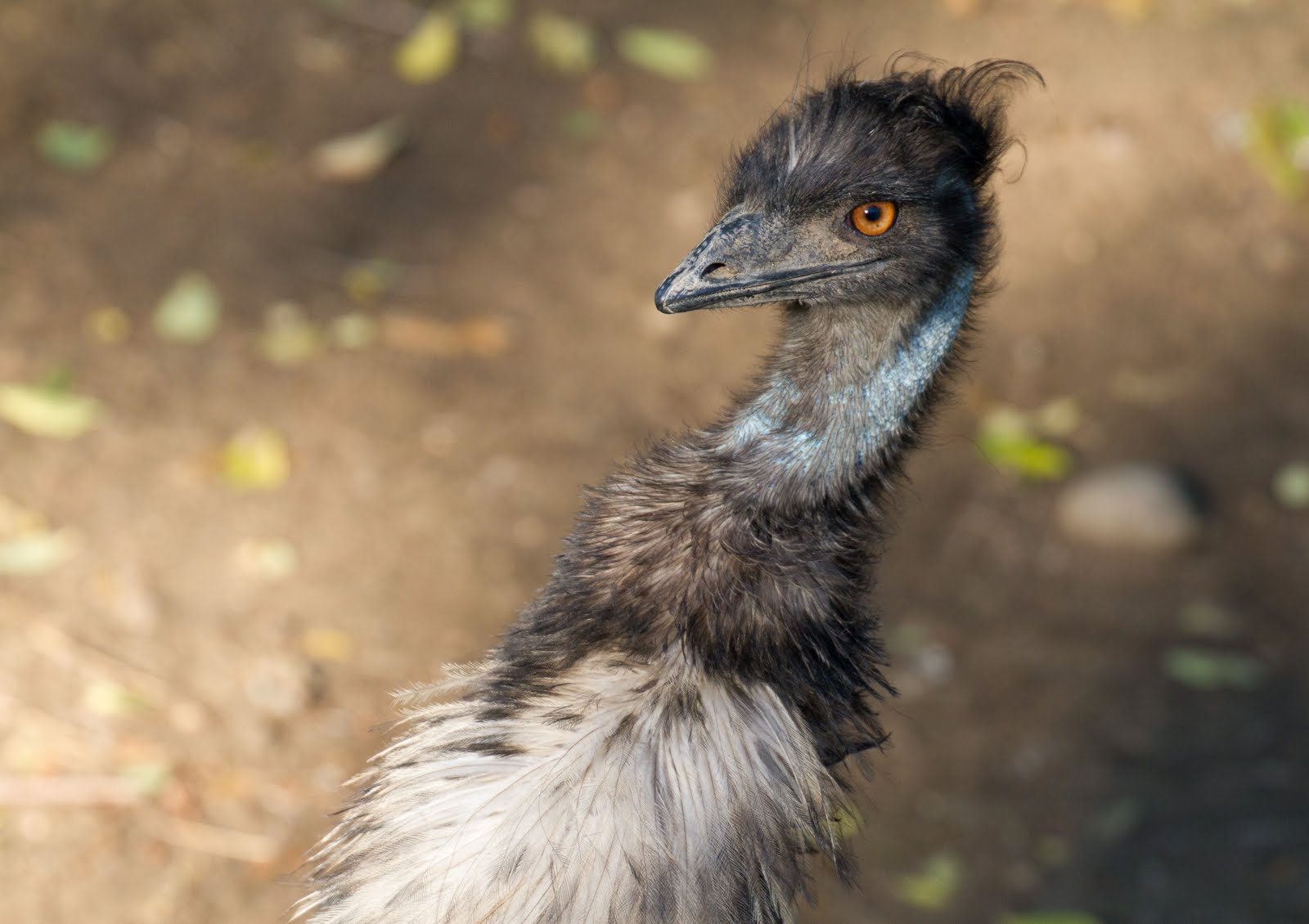 Calico's Nest Denver Zoo Birds!