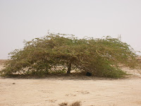 sidra tree qatar