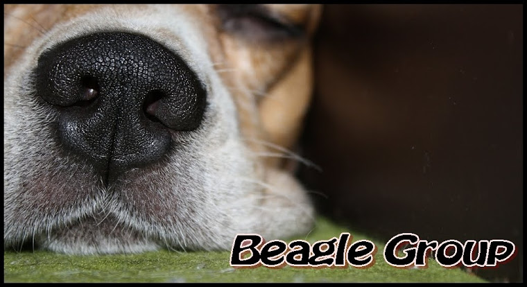 Beagle