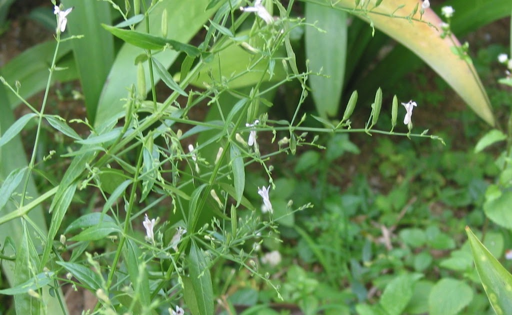 my thoughts, stories and articles Medicinal Plants King of Bitters