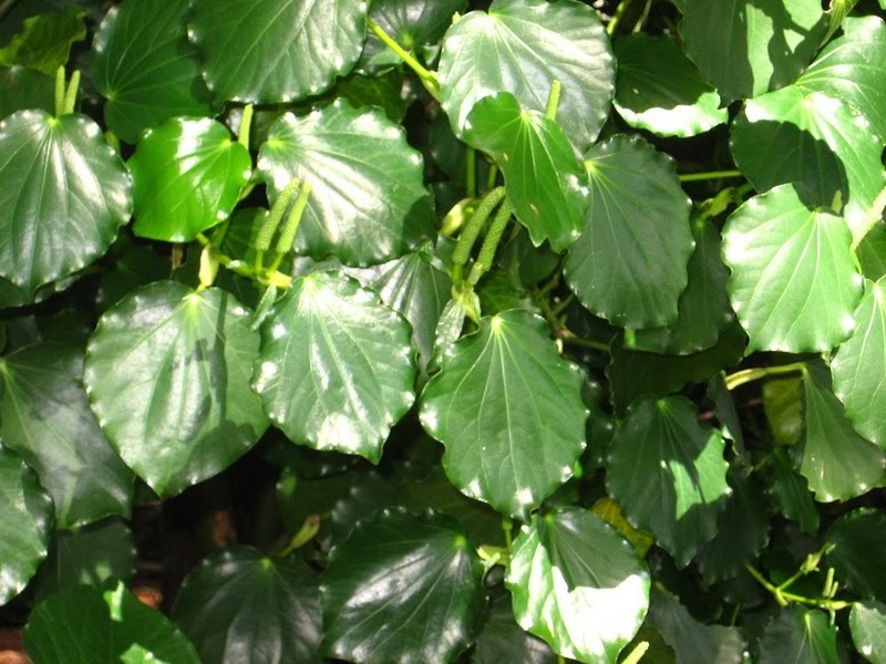 my thoughts and photos Kawakawa, NZ Pepper tree