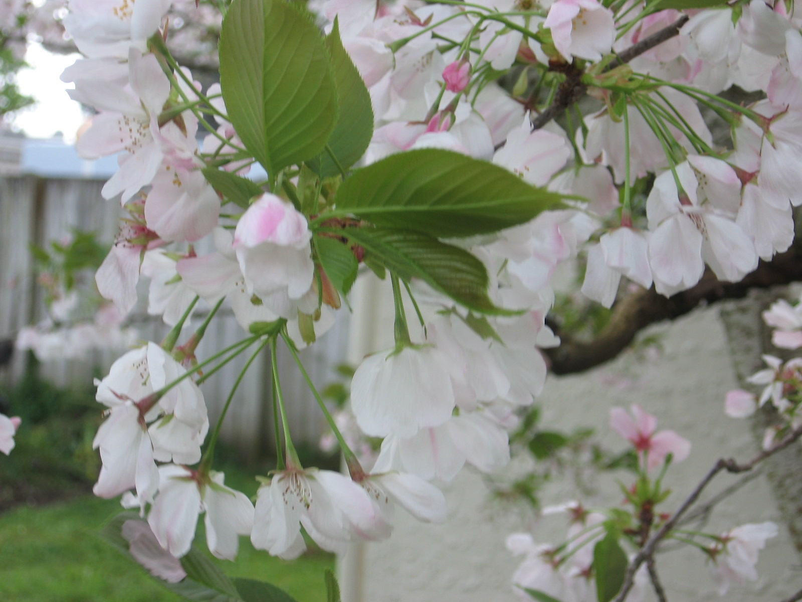my walk with food and beautiful plants and flowers New Zealand